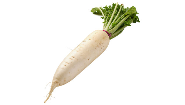 Fresh whole white daikon radish root vegetable isolated on transparent background