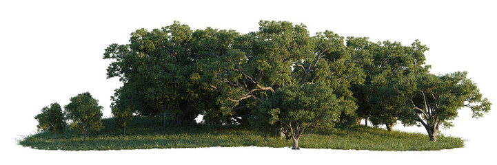 Quercus suber tree line, Forest Edge, Backdrop cutout, isolate transparent background, Dense cluster of lush green trees with grasses on a plain, ideal for game development and design. © DH Tree Stock