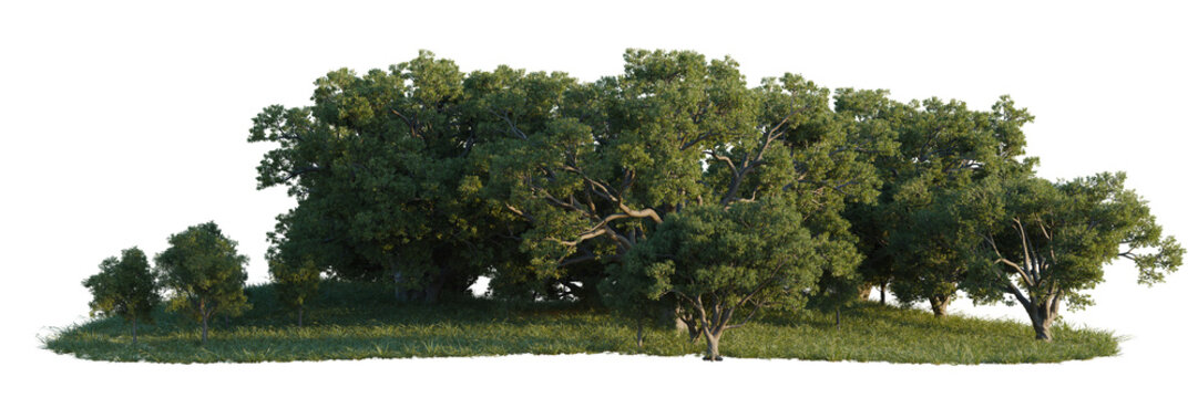 Quercus suber tree line, Forest Edge, Backdrop cutout, isolate transparent background, Dense cluster of lush green trees with grasses on a plain, ideal for game development and design.
