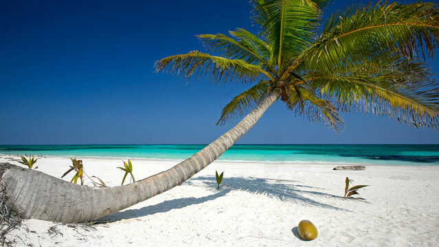 Tropical Palm Beach in Mexico with Crystal Clear Turquoise Water