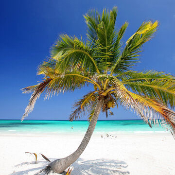 Beautiful Tropical Beach with Soft White Sand and Turquoise Sea