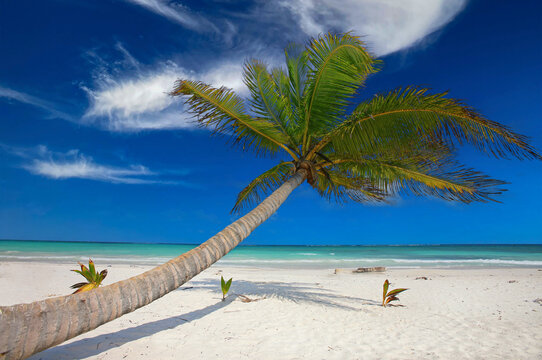 Sunny Mexican Beach Paradise with Palm Trees and Crystal Clear Water