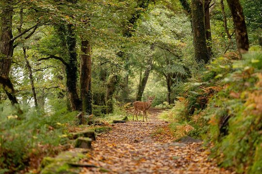 deer crossing a narrow woodland path covered with leaves