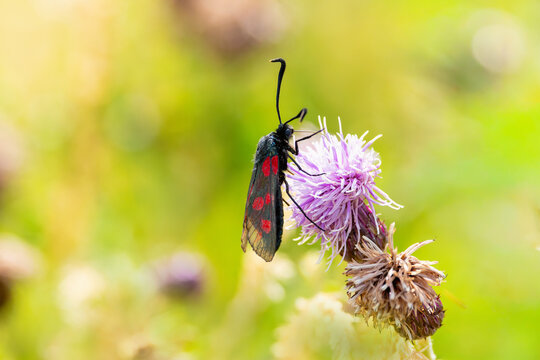 "Six spot burnet moth" "Zygaena filipendulae" feeding on flower of "Common Knapweed" wildflower. Insect with six red spots on each forewing. Dublin, Ireland