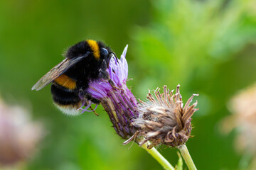 Bumblebee or bee feeding on purple flower of "Common Knapweed" wildflower. Insect gathering nectar during summer pollination season. Dublin, Ireland © Nicola.K.photos