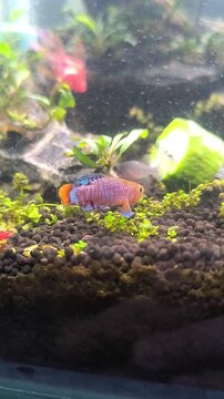 Colorful freshwater Killifish exploring aquatic moss and cucumber in home tank