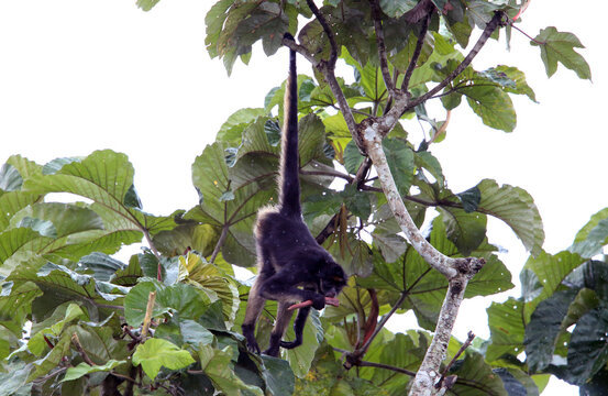 The white-bellied spider monkey (Ateles belzebuth), also known as the white-fronted or long-haired spider monkey, is an endangered species of spider monkey, a type of New World monkey.