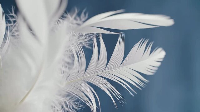 White feathers with delicate downy details are softly layered against a deep blue background, showcasing a gentle and lightweight texture.