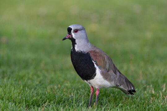 Southern Lapwing in green grass, Vanellus chilensis, birds of Argentina