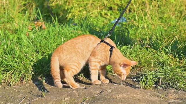 A young orange cat walks on a leash in a grassy area, curiously exploring the ground and surroundings. The cat investigates a patch of grass and seems to be interested in small movements nearby