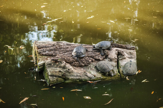 Several Turtles Resting on Weathered Floating Log in Pond
