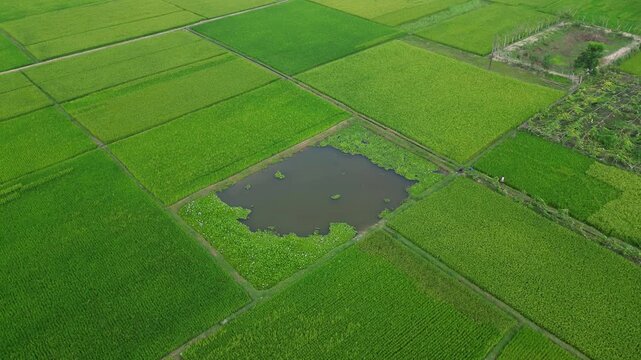 Green Peddy Field And Pond, Rural Area View