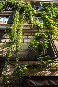 Ivy Covered Building Facade with Shuttered Windows