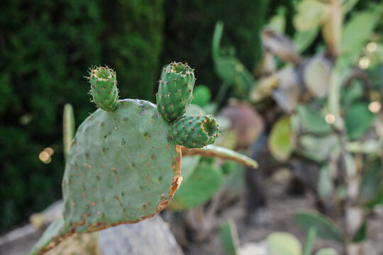 Prickly Pear Cactus with Fresh Pads in Soft Garden Focus