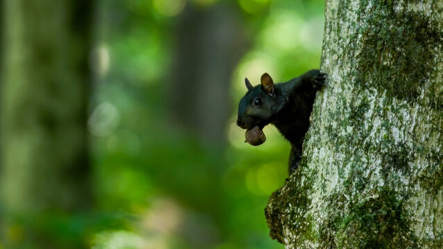 Black squirrel on a tree with a nut 