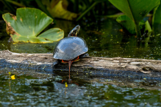 Painted turtle on a log with water reflection