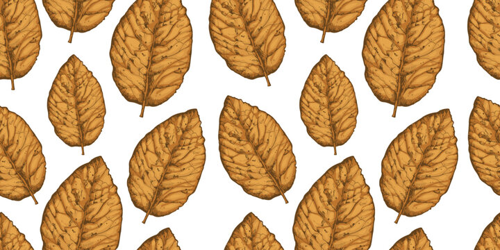 Seamless pattern with tobacco leaves on white background. Realistic sketch of leaves.