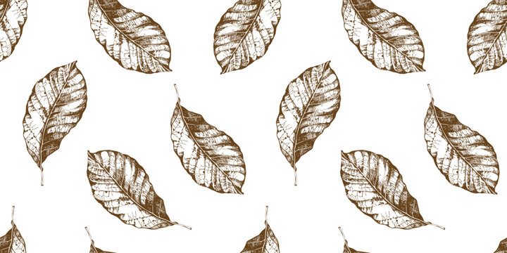 Seamless pattern with tobacco leaves on white background. Realistic sketch of leaves.