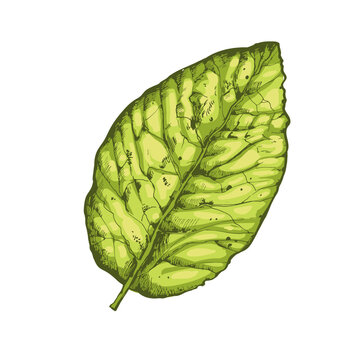 Seamless pattern with green tobacco leaves on white background. Realistic sketch of leaves.