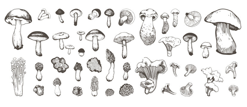 Vector illustration. Set of mushrooms in sketch style. Hand-drawn milk caps, chanterelle, illustration, morel, chanterelles and Gyromitra on white background. Autumn forest harvest.