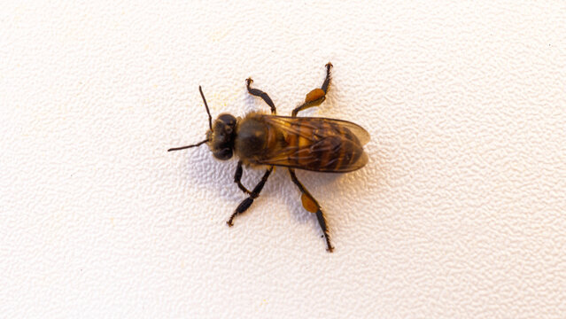 Macro shot of a single honey bee isolated on white background side view profile