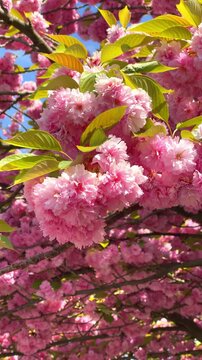 Blooming flowers in a park during spring showcase vibrant colors and natural beauty