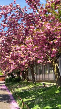 Cherry blossoms bloom on a sunny day in a park with walking paths and green grass