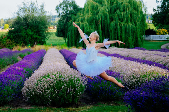 A ballet white dancer leaps gracefully through a lavender field