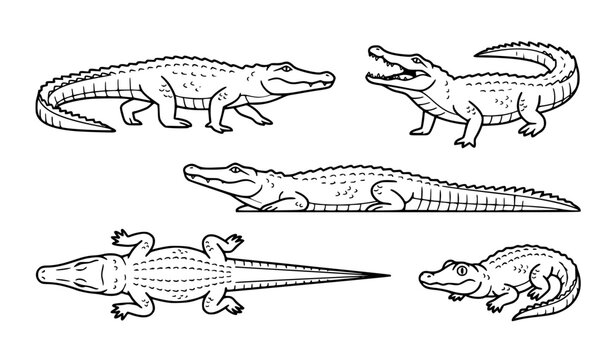 Crocodile Vector Collection Different Poses and Views Isolated on White