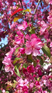 Colorful flowers bloom in springtime at a park