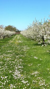Blooming apple trees in springtime orchard under clear blue sky