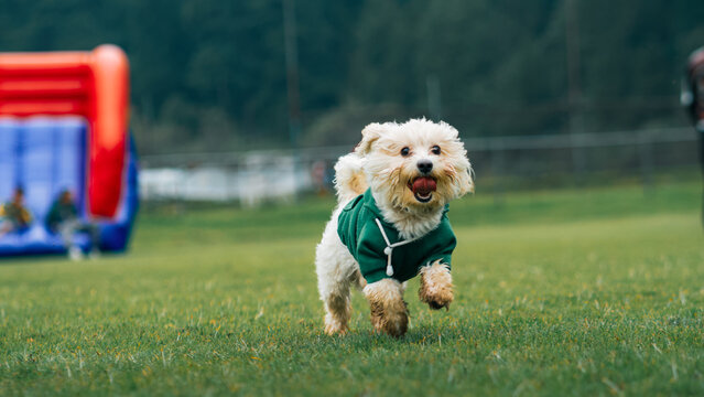 Hermoso perrito con sudadera corriendo feliz en el parque