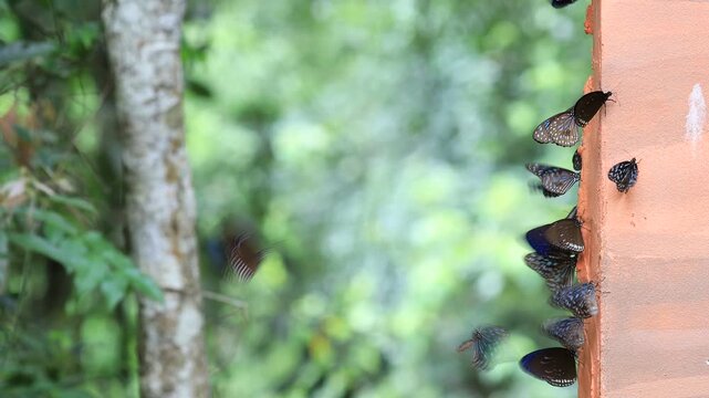 Beautiful nature video background. Colorful butterflies flying in groups foraging for food and pollinating in the forest. Nature during travel.