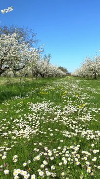 Spring flowers bloom in an orchard under a blue sky with trees and grass