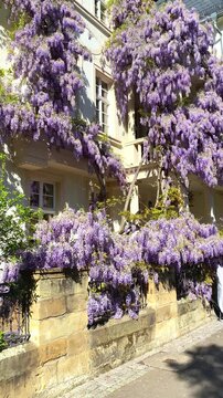Flowers cover a wall in a sunny street with a bright blue sky above