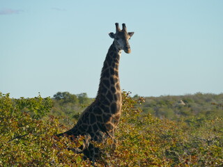 Male Giraffe © Sofia