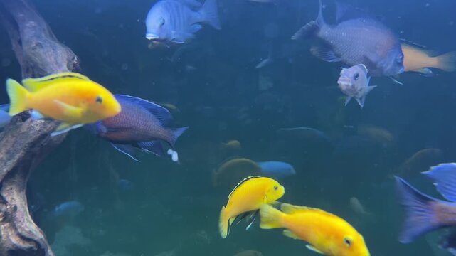 Multiple bright yellow and blue cichlid fishes swimming around driftwood in a dark blue freshwater aquarium.