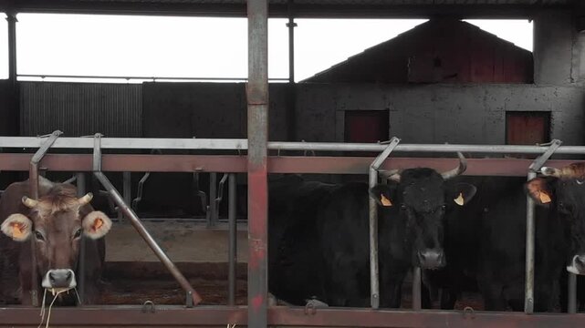 Traveling de ganader&iacute;a de vacas