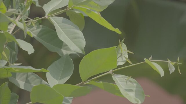 Fresh Bay Leaves Growing on Indonesian Bay Tree slog3 10 bit