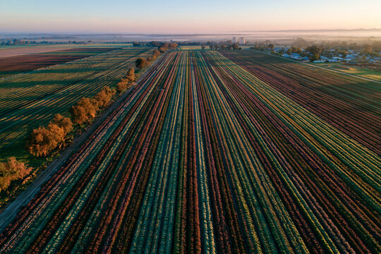Aerial View of Vast Agricultural Crop Fields at Sunrise