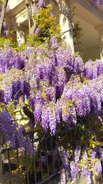 Wisteria blooms cascade over a fence in a sunny garden during spring season