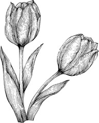 Fototapeta premium Hand drawn tulip flowers with leaves vintage botanical line art illustration