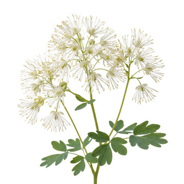 Meadow Rue (Thalictrum dioicum)&mdash; airy white filaments, misty woodland, exture and lighting- isolated on transparent background
