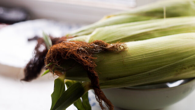 Fresh sweet corn cobs with green husks on organic farm harvest
