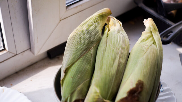 Fresh sweet corn cobs with green husks on organic farm harvest