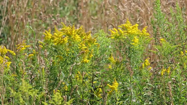 Yellow Goldenrod Wildflowers Swaying in Summer Wind