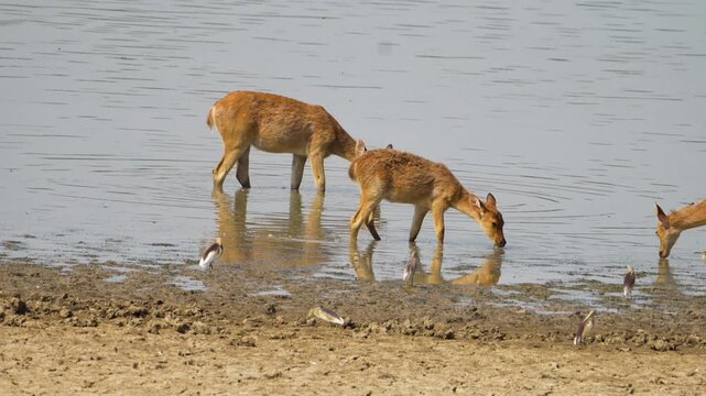 Barasingha deer drinking at lake shore with wading birds, India
