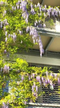 Blooming flowers hang from a balcony in a sunny day capturing bright colors and nature