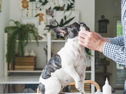 Caring owner cleans a French Bulldog's eyes with a solution at home. Symbolizes pet health care, hygiene, and responsible ownership. Ideal for veterinary, pet care, and lifestyle content