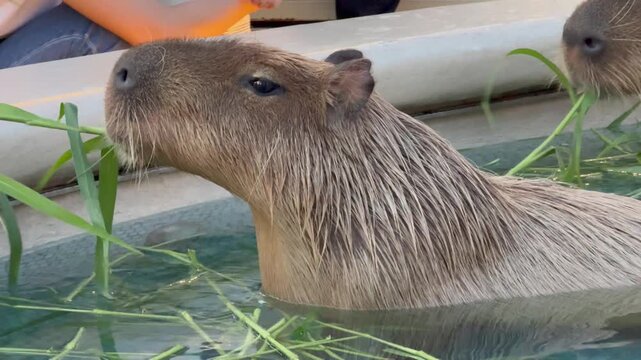 Static close-up of a capybara being hand-fed while relaxing in the water at an animal caf&eacute;.
